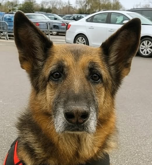 "Pewnego popołudnia, robiąc zakupy w Walmarcie, zauważyłem kobietę cicho podążającą za mną i moim psem, Juno. To dziesięcioletni pies rasy GS w kamizelce służbowej – dla nas to po prostu zwykła wyprawa na zakupy. Trzymała jednak dystans, obserwując nas z alejki do alejki. Nie