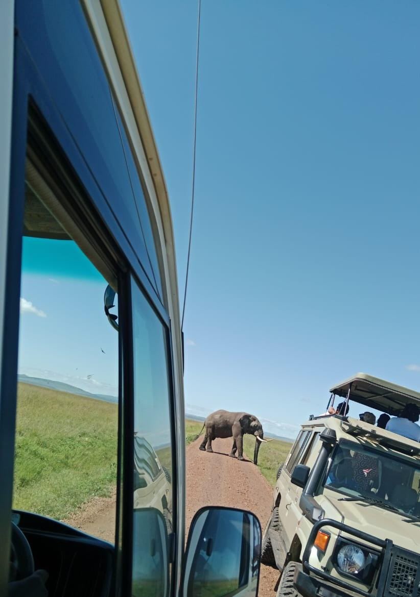 Stejos_Tours's tweet image. You’ve just entered the park for a game drive…..which animal would you want to see first?

1. Lions (The Kings)
2. Elephants (The Giants)

Comment your answer below.

#SafariAdventure #WildlifePhotography #AfricanSafari #SafariLife #KenyaSafari #WildlifeSpotting