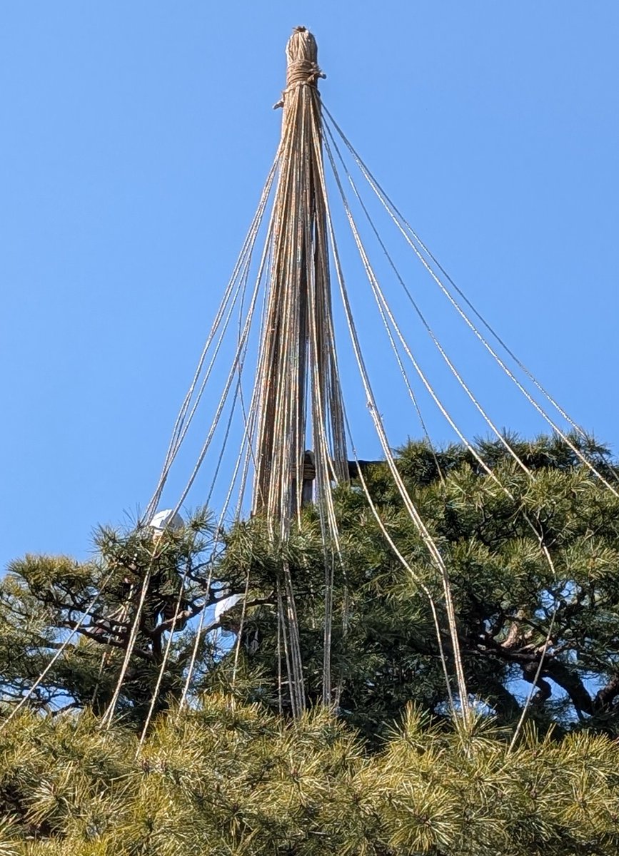 fussasa's tweet photo. 金沢の旅1日目、もう少し残雪を期待してましたが一切なし…
兼六園も縄を外し始めてました😵‍💫 https://t.co/OjP3cRmBUL