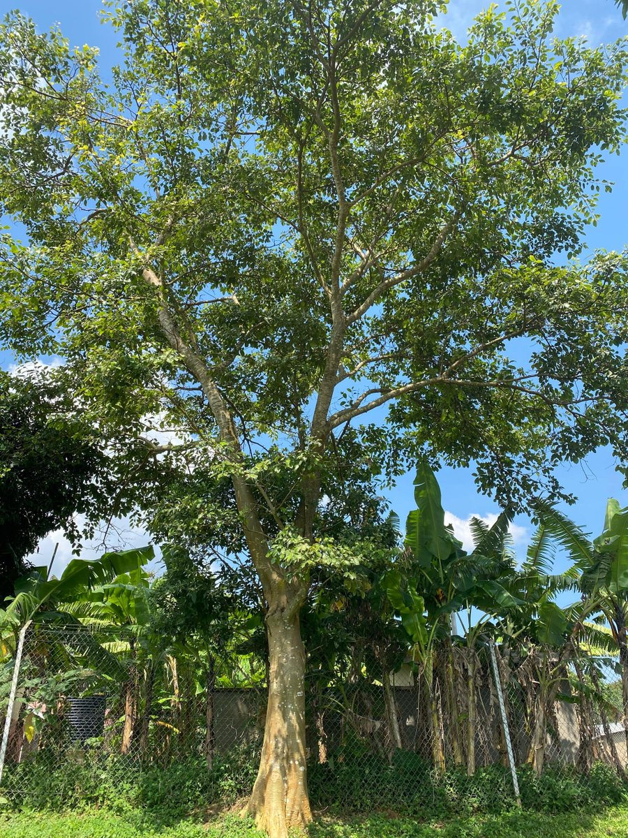 Treescape Planet Organization tweet media