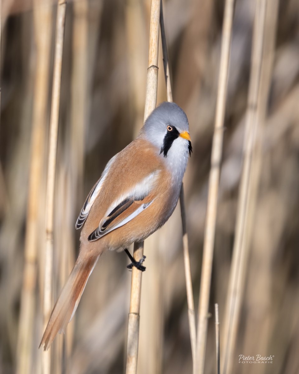 Pieter Bosch tweet media