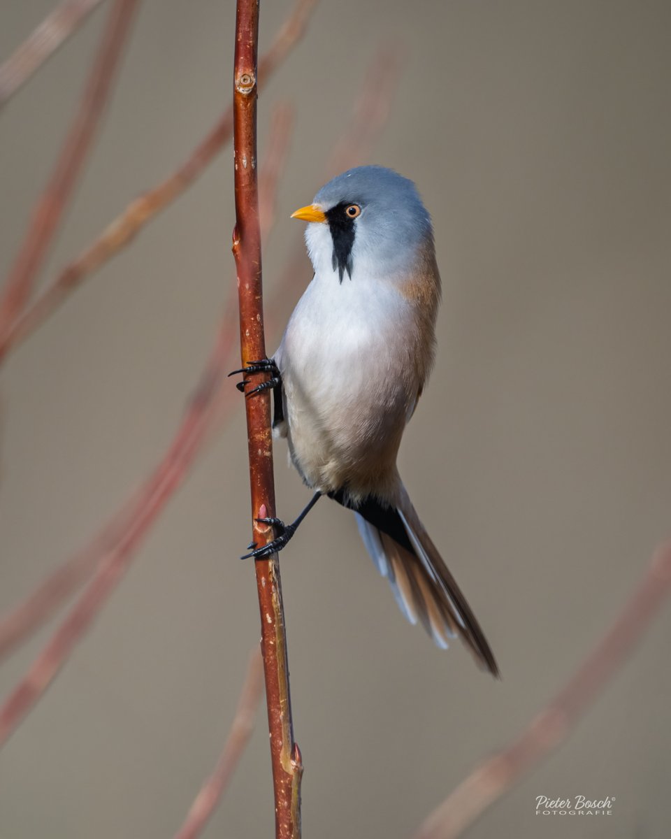 Pieter Bosch tweet media