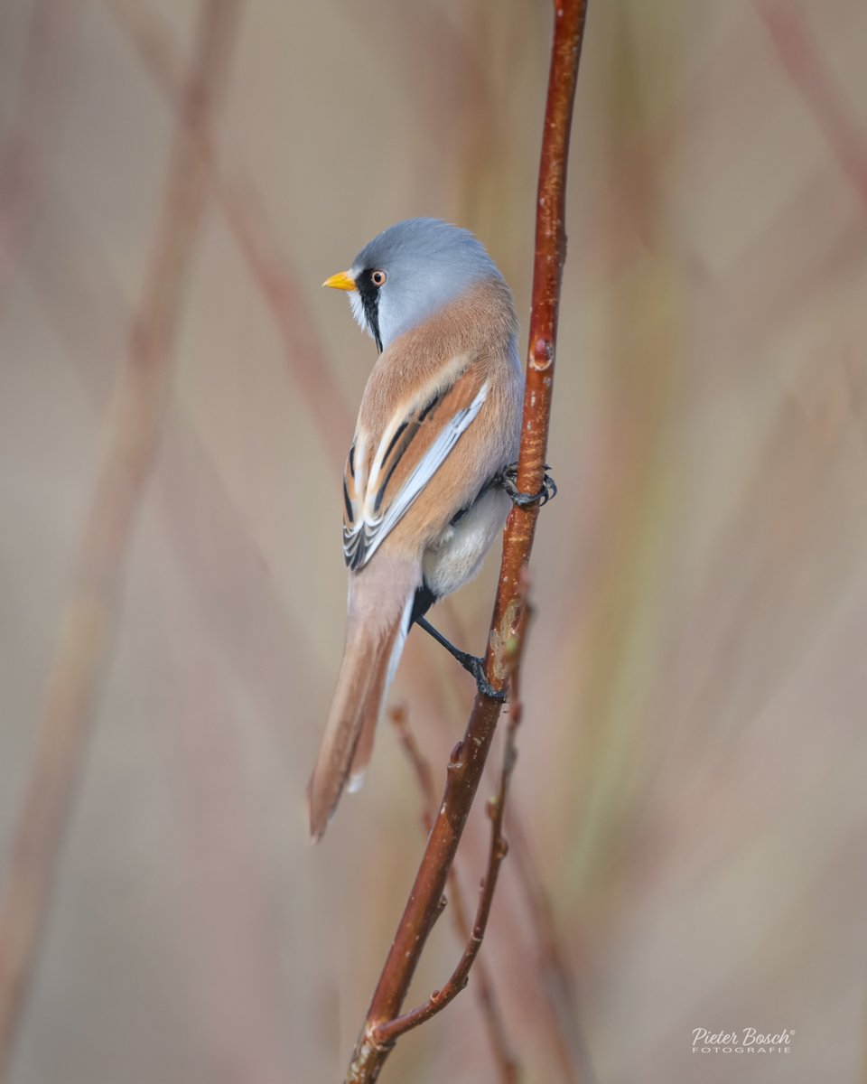 Pieter Bosch tweet media