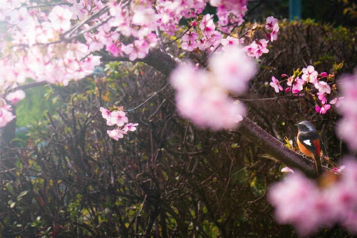 paperman64's tweet photo. 先週、京都市伏見区の #淀水路の河津桜 を観に行ってきました🌸

#京都 #桜 #河津桜 #淀水路 https://t.co/AvIlmbg33Z