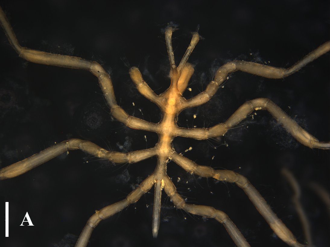 BDJournal tweet media