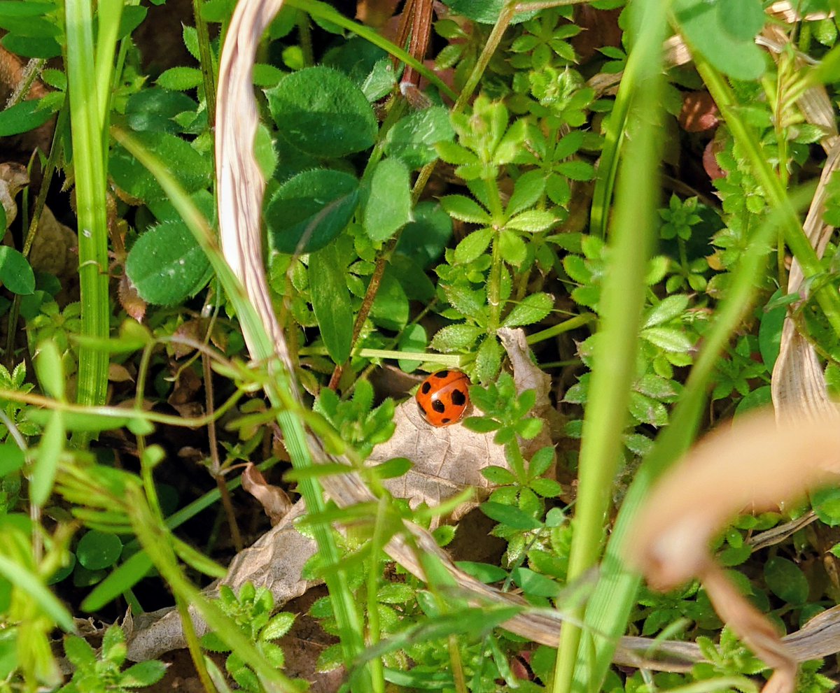 ナナホシテントウムシ🐞いた