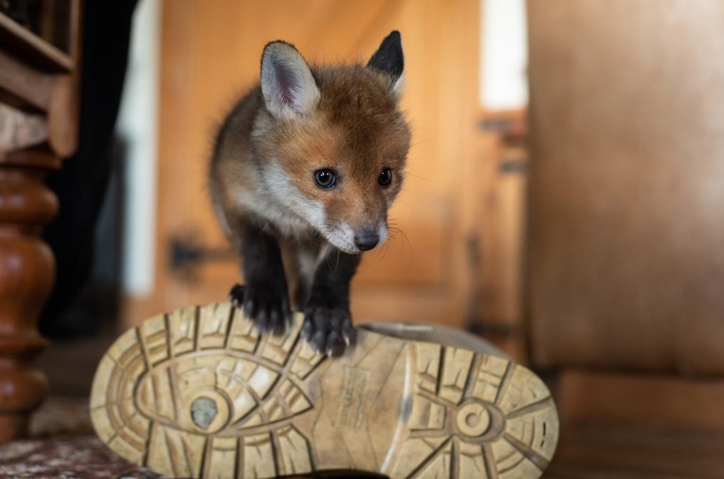 Charlie, when he was no bigger than my boot.
The reality of killing foxes at this time of year, cubs left to starve. But these blood junkies don't give a sh!t.
#FoxOfTheDay