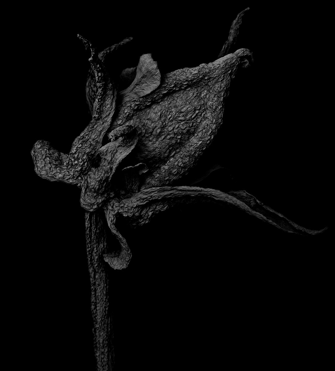 kikoh_matsuura's tweet photo. 'Withered Plant'
Scanning Electron Microscope
No.767
Image width: 3.77mm
Archived DOI: 10.5281/zenodo.18932572
#kikohmatsuura
#witheredplant
#scanningelectronmicroscopy
#sciart https://t.co/XfMMt82cLj
