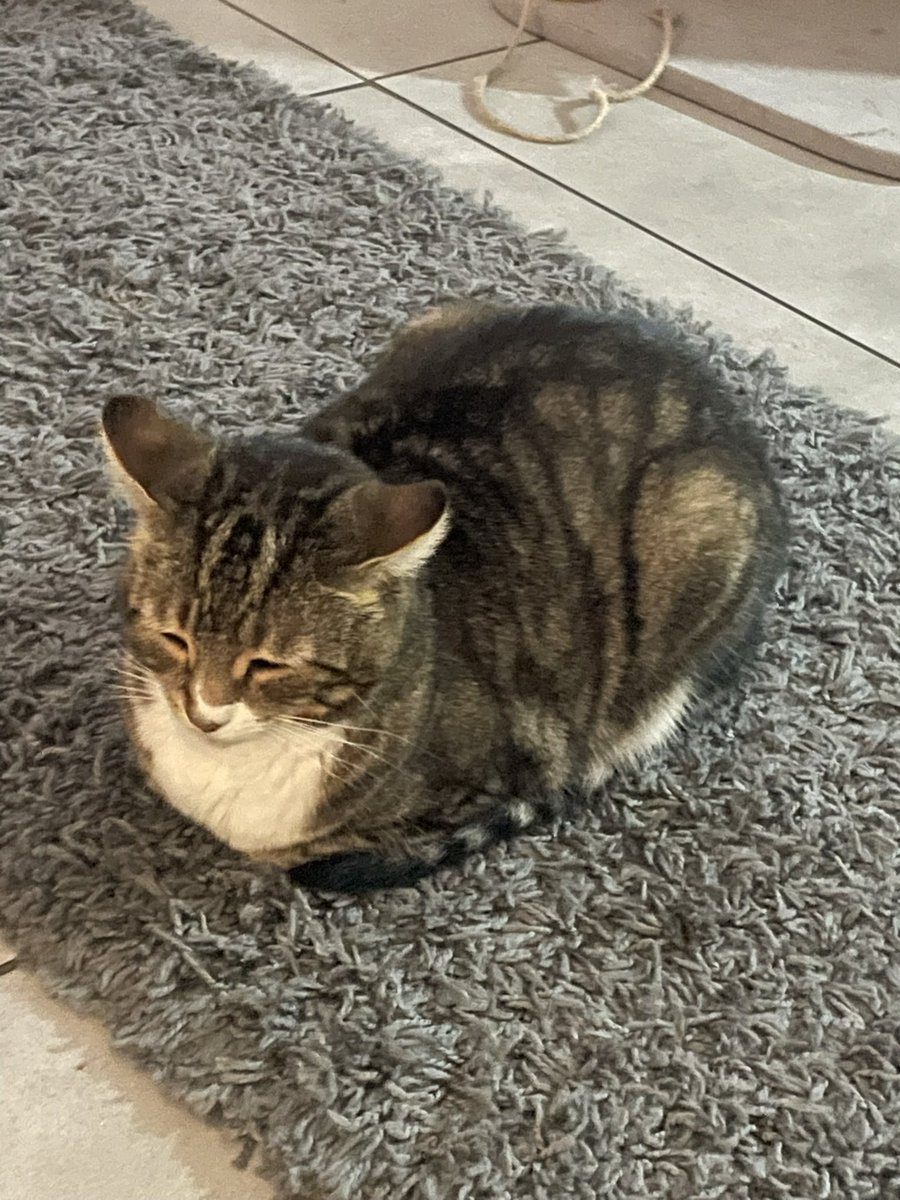 Sox, Daisy 🌈 Luna and Teddy💙 tweet media