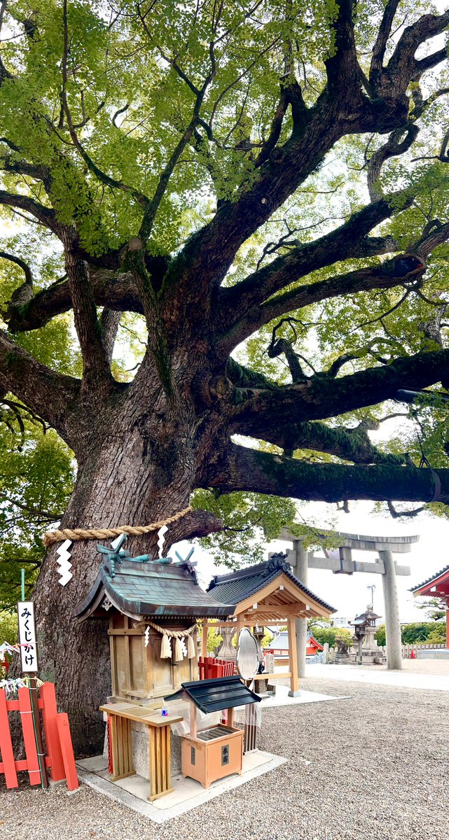 そして百舌鳥八幡宮にお参りなっしー♪
ヾ(。゜▽゜)ノご神木である樹齢八百年の大楠木が見事♪
古墳に囲まれてパワースポットとしても有名なっしー♪
みんなが健康であります様に