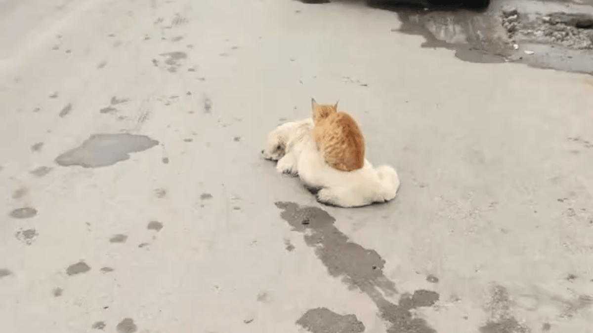 Stefani Petrova tweet media