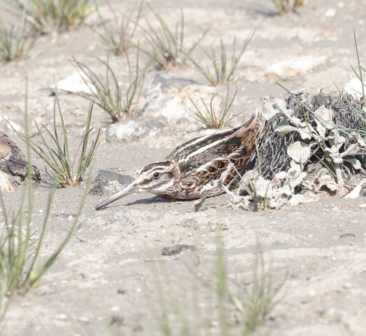 bromerzz tweet media