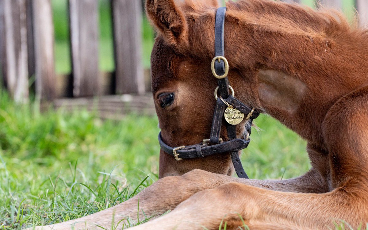 Blue Diamond Stud tweet media