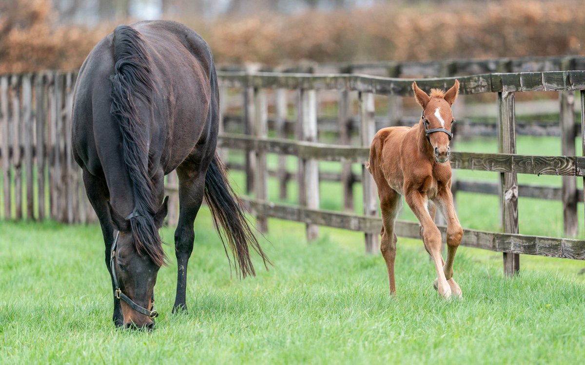 Blue Diamond Stud tweet media