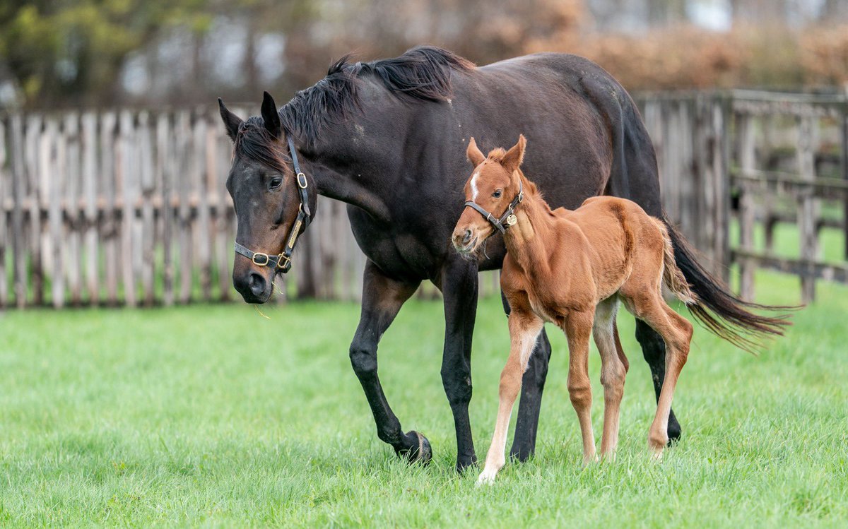 Blue Diamond Stud tweet media