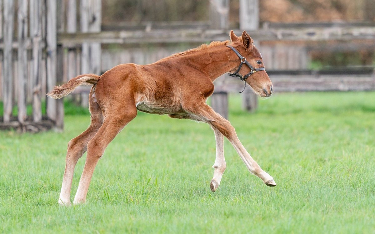 Blue Diamond Stud tweet media