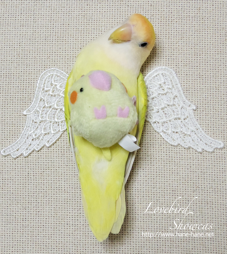 #無言で天使載せたら何RTくるか