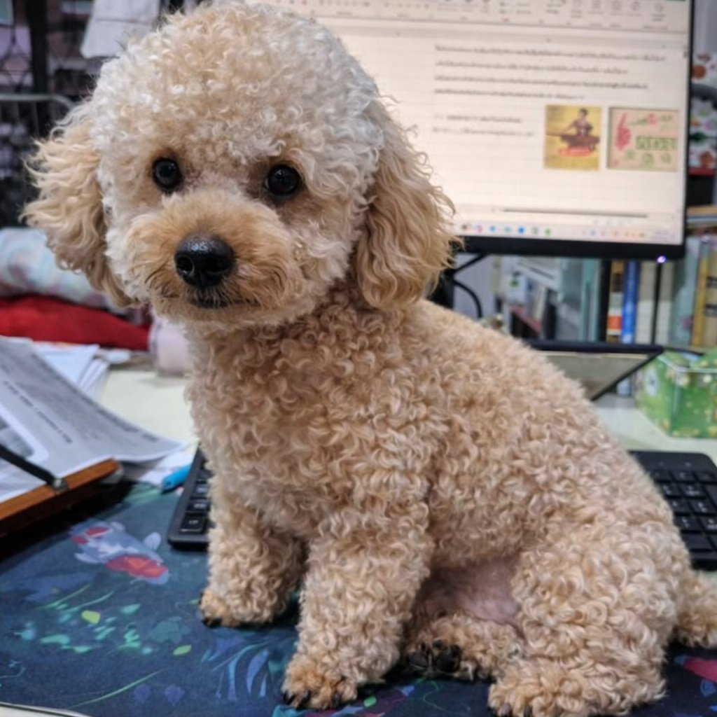 ปอป่านขอแปล tweet media