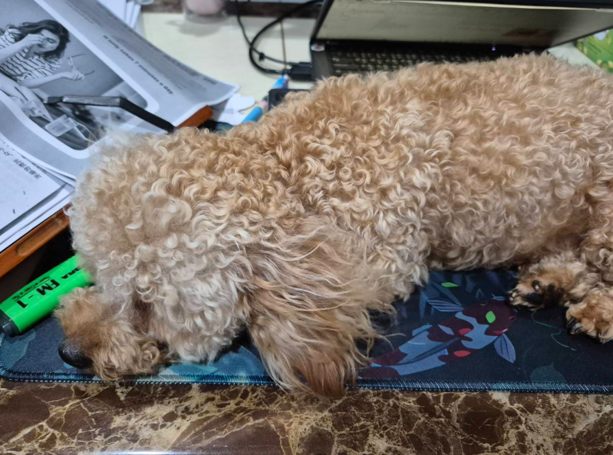 ปอป่านขอแปล tweet media