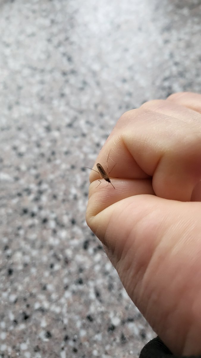 note1973's tweet photo. 웬 모기? 순간 순발력으로 잡은 모기.
벌써부터 모기  나오넹  모기랑 바퀴벌레 제일 싫다. https://t.co/mMvauTtNoa