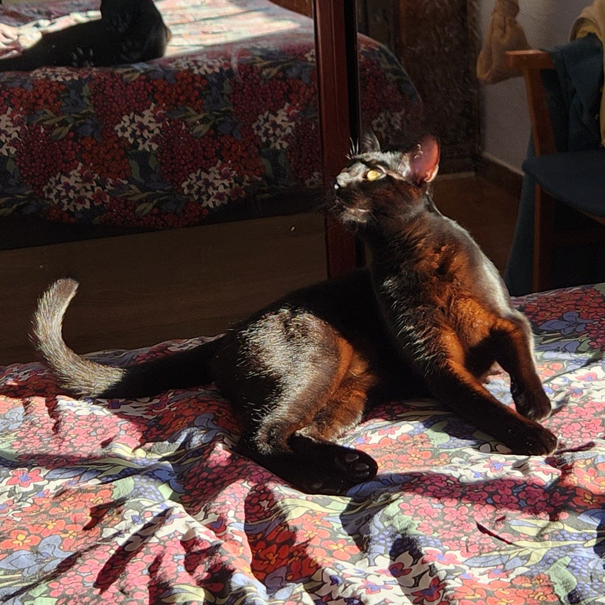 siø ⊬ tweet media