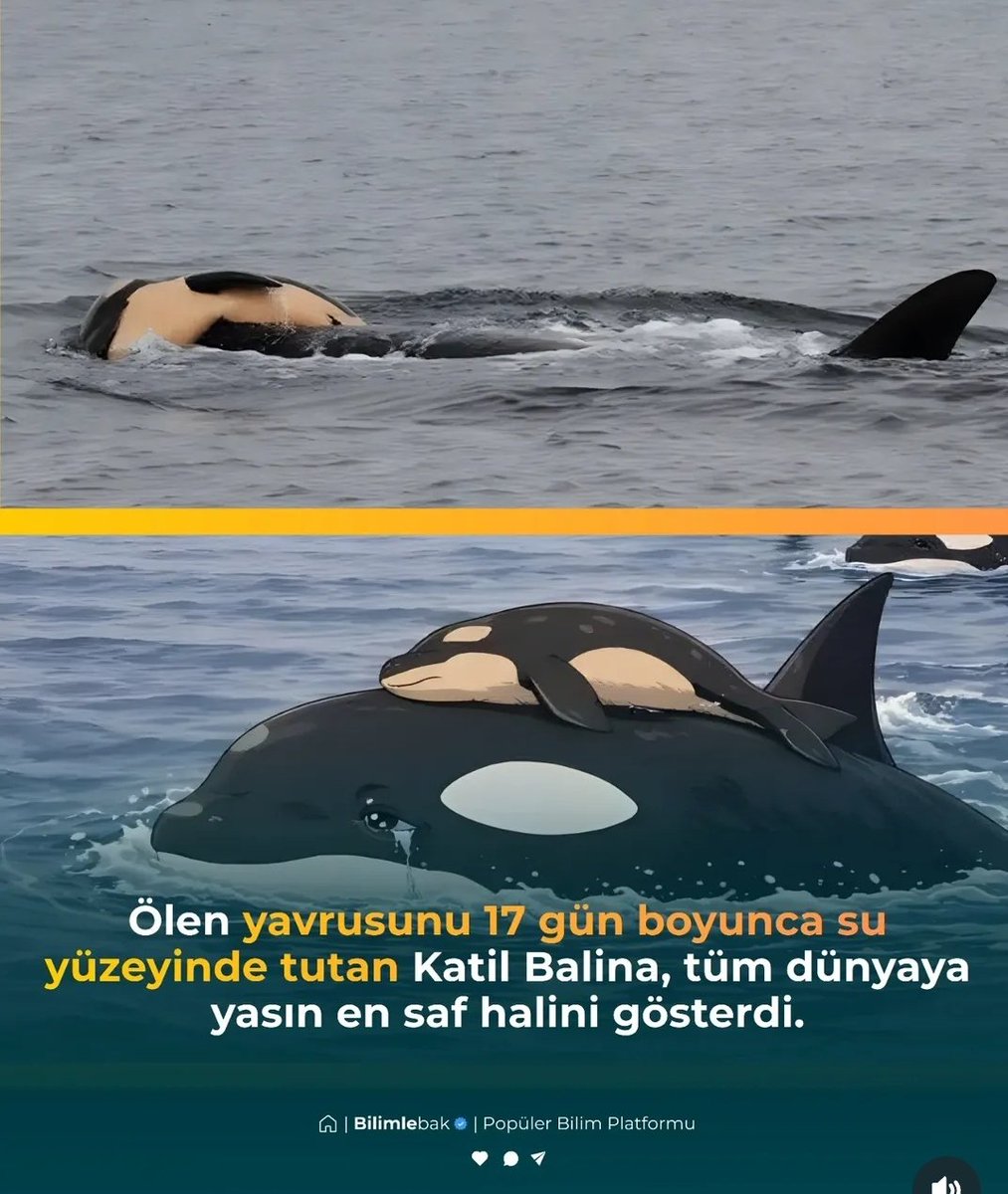 Yas tutmak da bir kapasite meselesi. Pek çok şeyde olduğu gibi. Çoğu defa yokluğumuz sonrası oluşan boşluk da, varlığımızın doldurduğu alan da bizim hacmimizle değil karşı tarafın kapasitesi ile ilgili. Güzeller güzeli de olsanız karşı taraf yüzde 30 görüyorsa o kadar fark