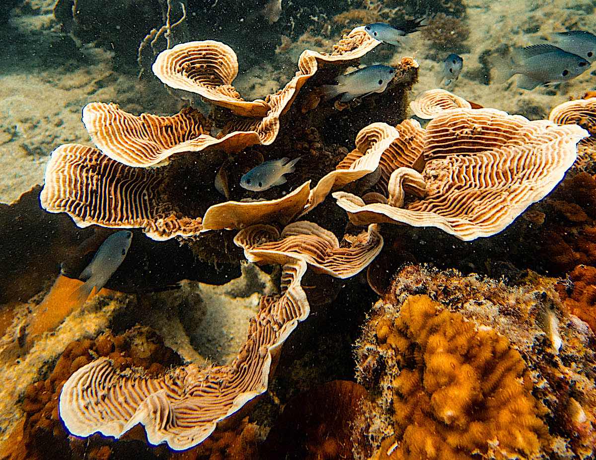 ecokohtao's tweet image. Our Conservation Diver Coral Taxonomy &amp;amp; Identification course is a great introduction for students to learn about coral Identification and taxonomic classification. ecokohtao.com #kohtao #ConservationDiver #Program #Thailand #Knowledge #Marine #Protector