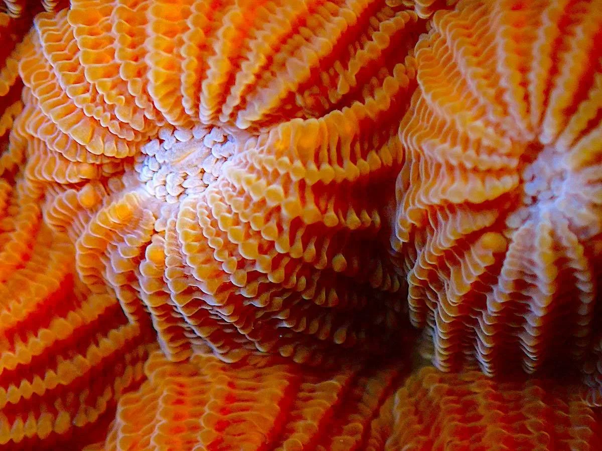 ecokohtao's tweet image. Our Conservation Diver Coral Taxonomy &amp;amp; Identification course is a great introduction for students to learn about coral Identification and taxonomic classification. ecokohtao.com #kohtao #ConservationDiver #Program #Thailand #Knowledge #Marine #Protector