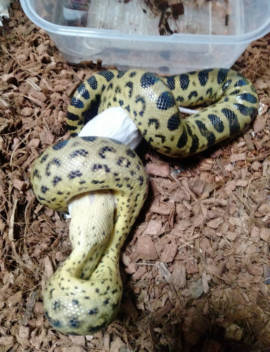 ダイスケ　生き物アカ tweet media