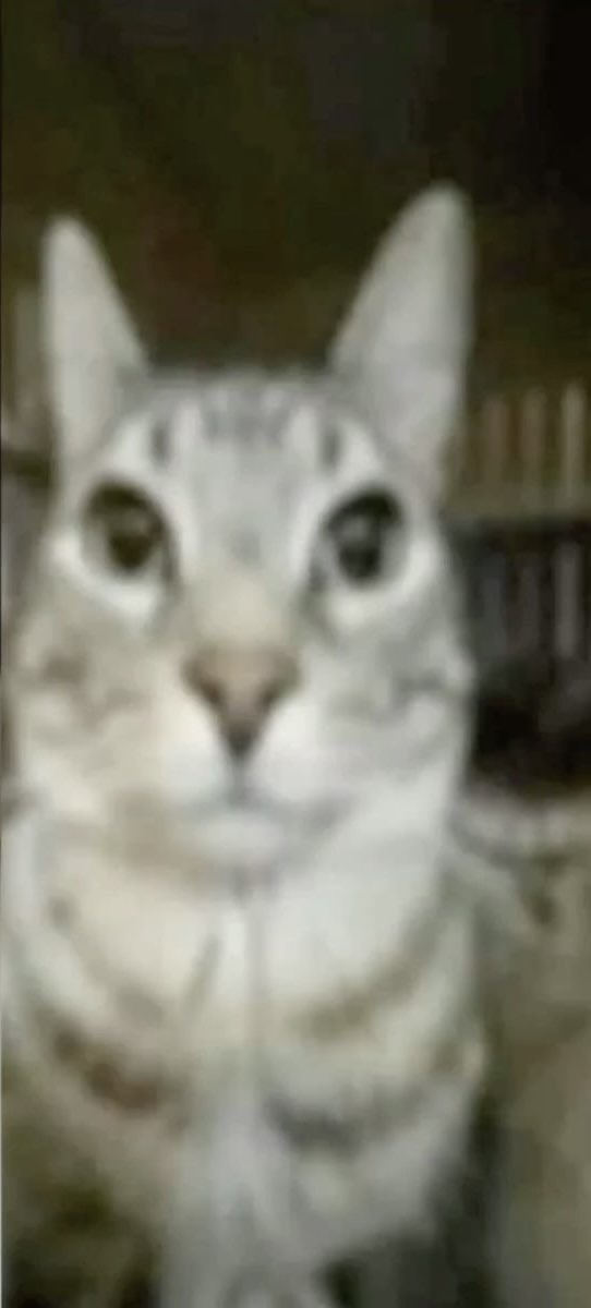 GoodTea (Psychokinesis) ✨🌙🇵🇸🇱🇧🇸🇩 tweet media