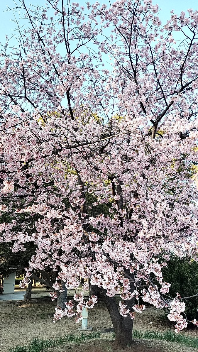 subasiris's tweet photo. 水元公園　ソメイヨシノかな？まだチョット肌寒いけどかんぱーい😁 https://t.co/jTMNKIeJzB