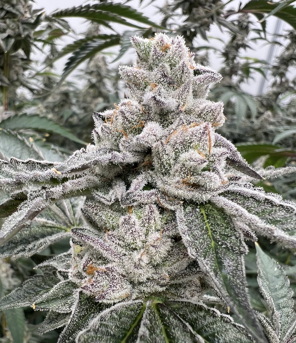 SeedsgrowsGenet's tweet photo. Looking back on cannabis history, I’d argue “OG” has become the most misused term in the game. At one point it meant something very specific… now it seems like everything is OG. What do you think? https://t.co/qKuyijkYPp