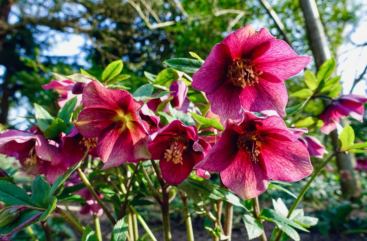 Ipaintatnight's tweet photo. Good morning everyone. Happy new week! #MagentaMonday #Hellebore #flowers https://t.co/unn6cNHD1D