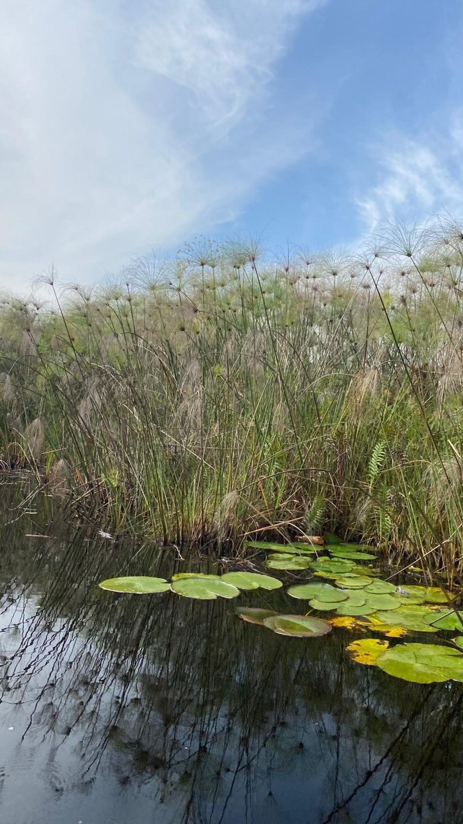 Treescape Planet Organization tweet media