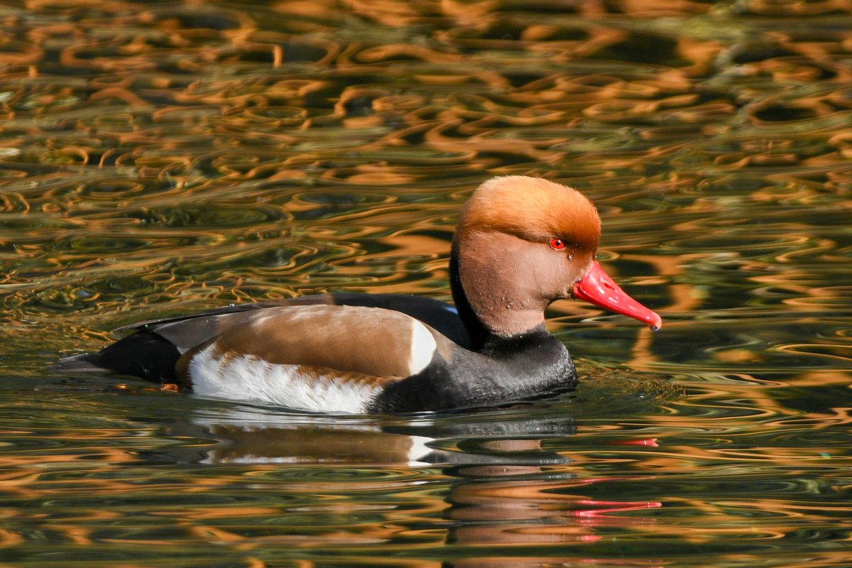 Deena Sharp tweet media