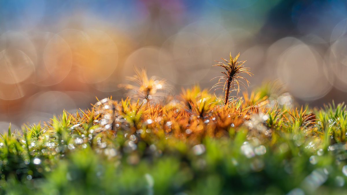 Steve Palmer tweet media