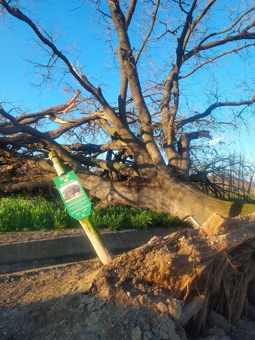 ahgirona tweet media