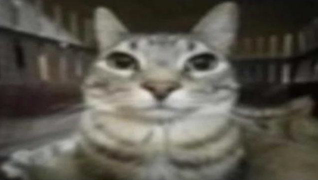 bandit.camp tweet media