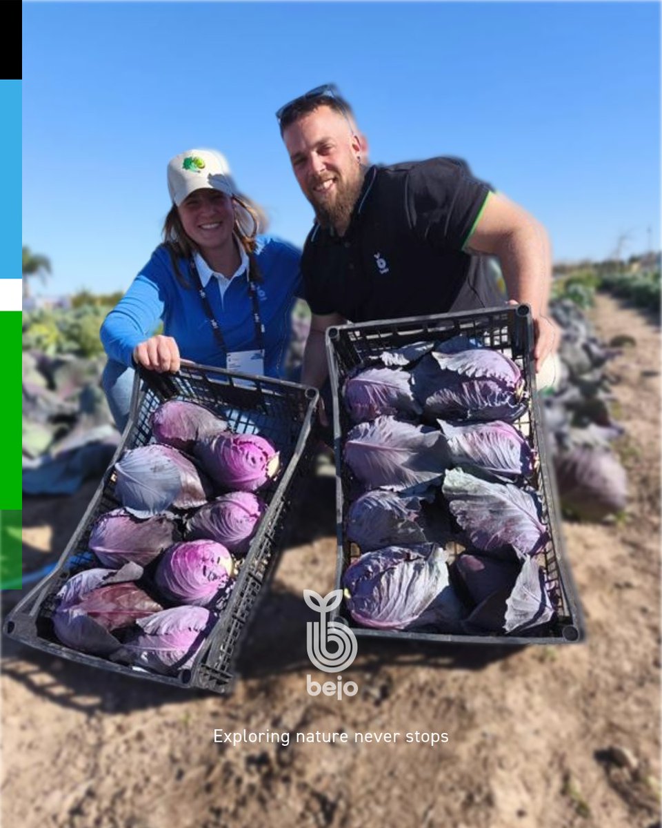 Bejo España tweet media