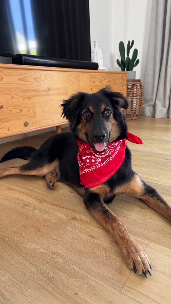 Could not have turned out better for this little gentleman. 

We love you Stormzy ❤️ 4/