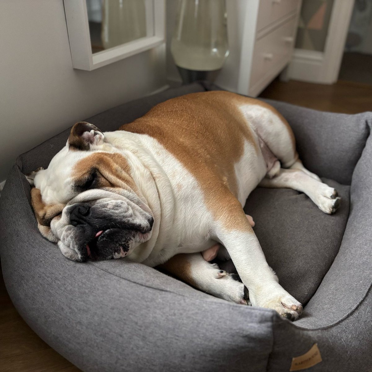 barney_bulldog's tweet photo. Busy weekend = #ClosedMonday ๐ค ๐ถ๐พโค๏ธ Barney #BarneyTheBulldog #DogsOfTwitter #DogsOfX #DogsOfIG #DogsOfFacebook #Bulldog #EnglishBulldog https://t.co/rk5Y7Jrng1