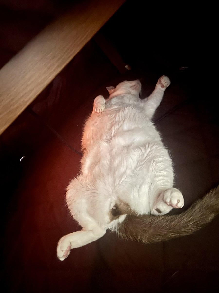 こたつ布団めくったら
コレでワロタꉂ🤣𐤔