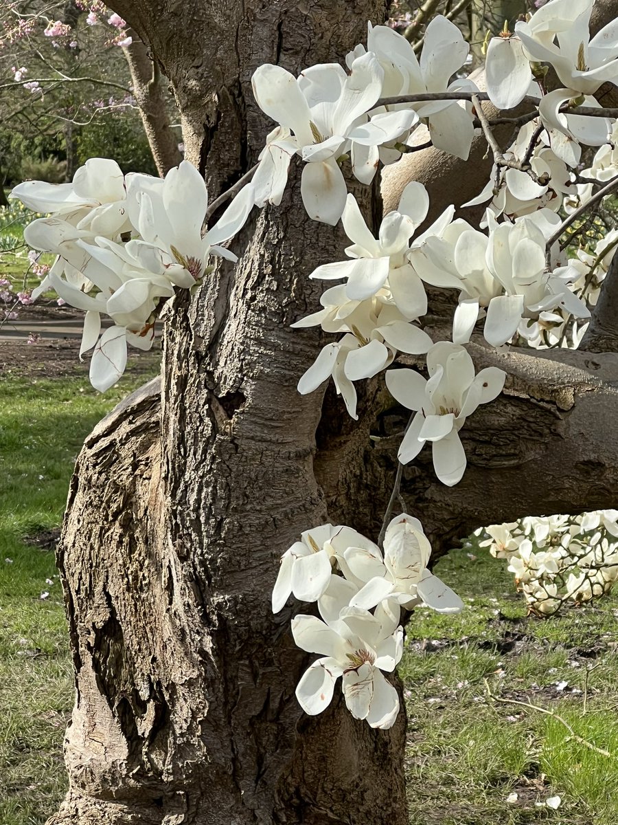 TiCL (NO to a blue tick) tweet media