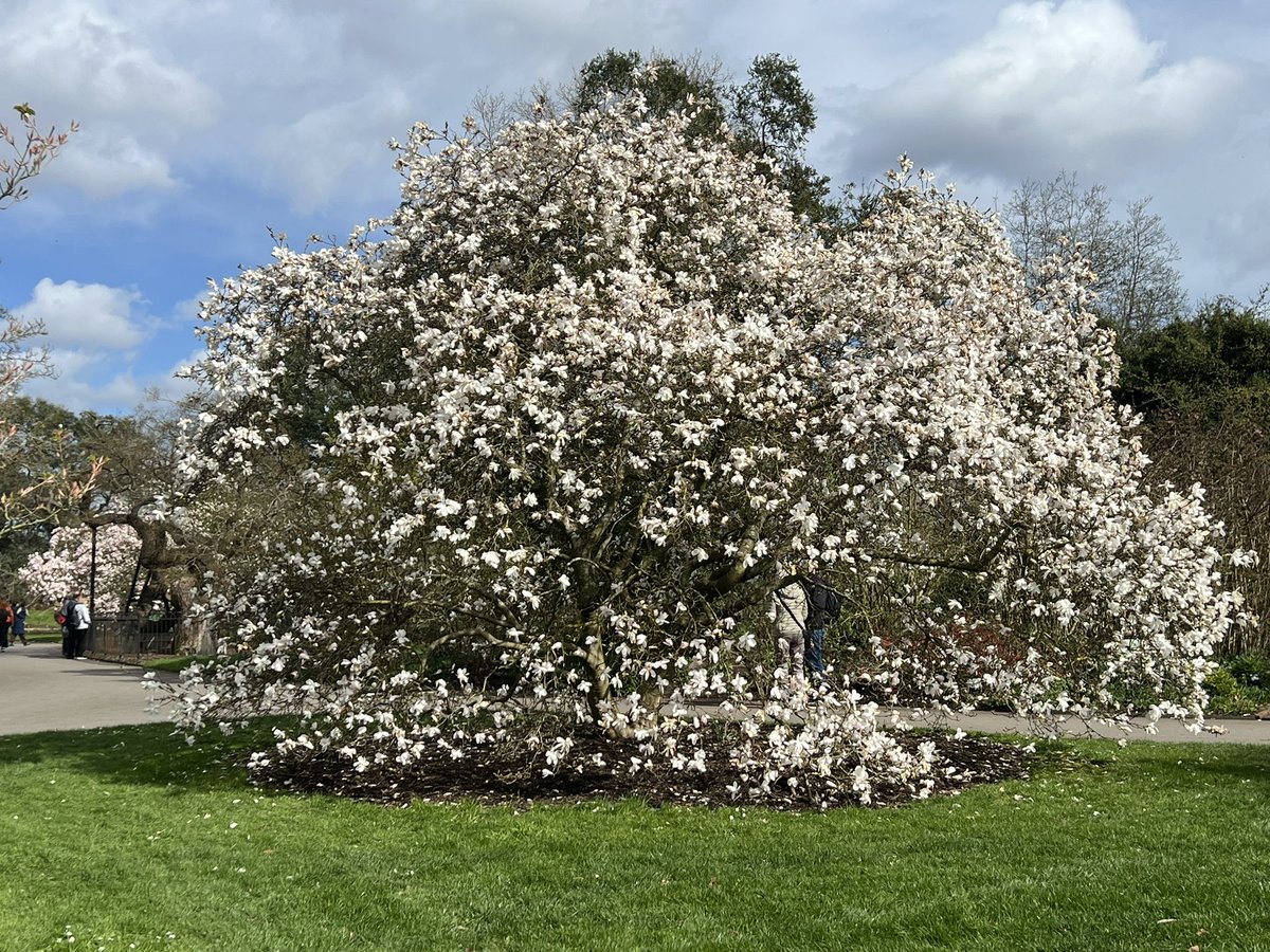 TiCL (NO to a blue tick) tweet media