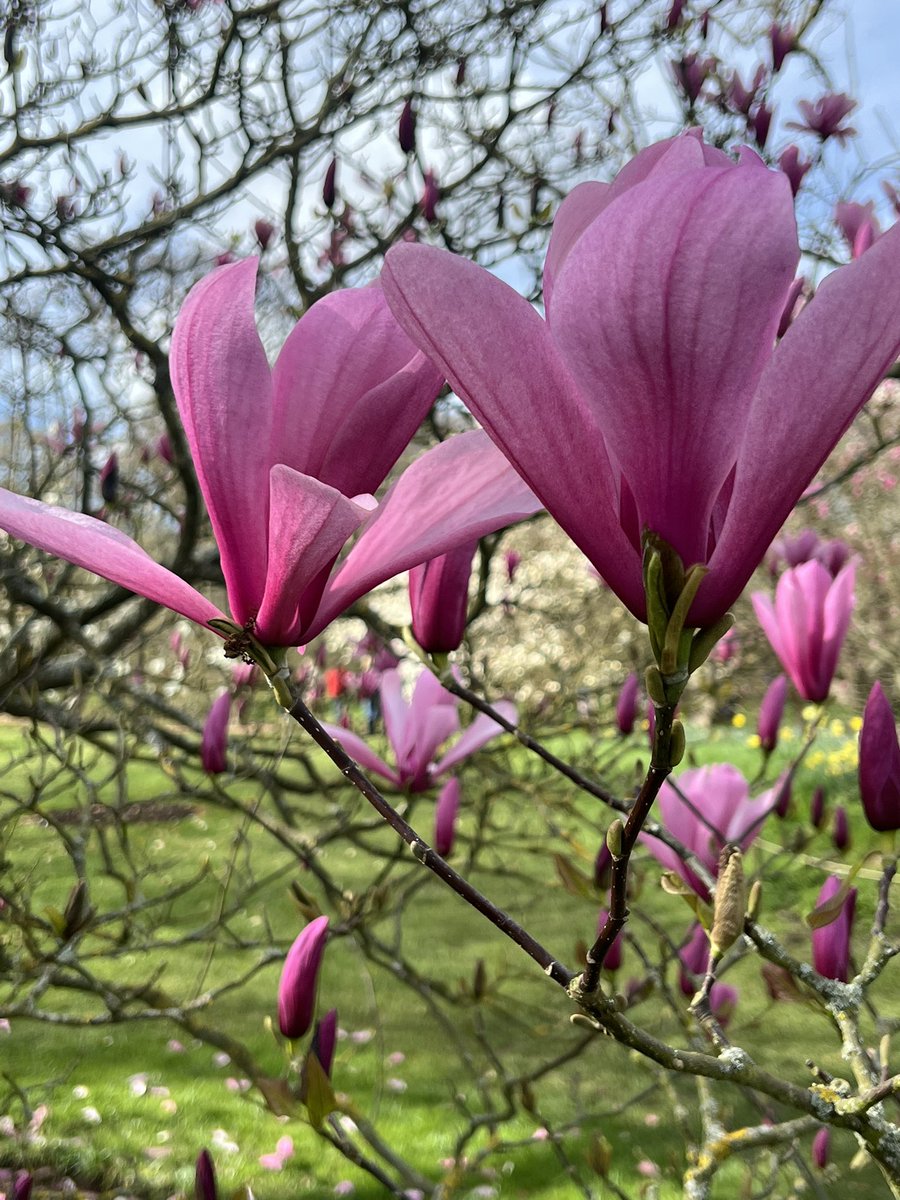 TiCL (NO to a blue tick) tweet media