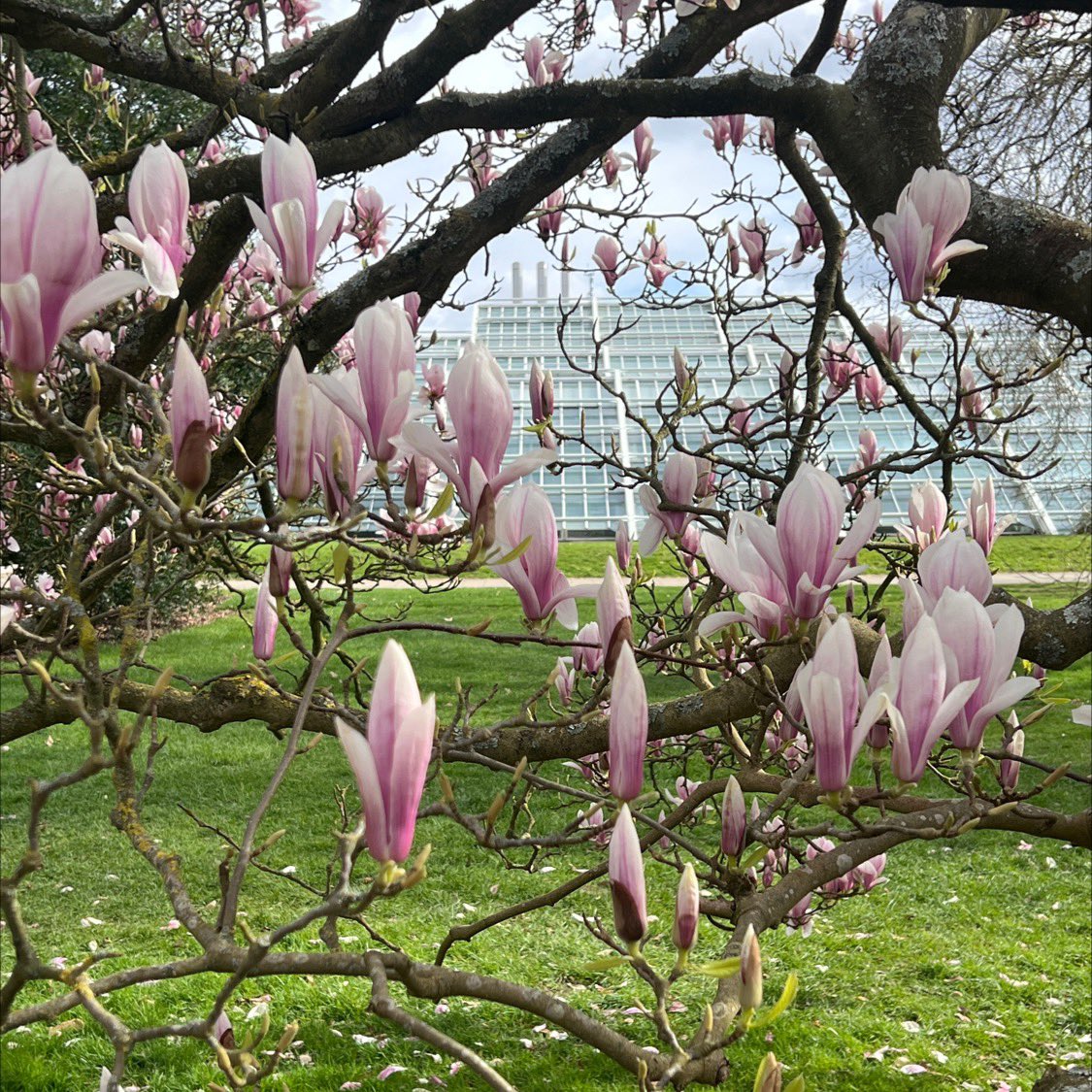 TiCL (NO to a blue tick) tweet media