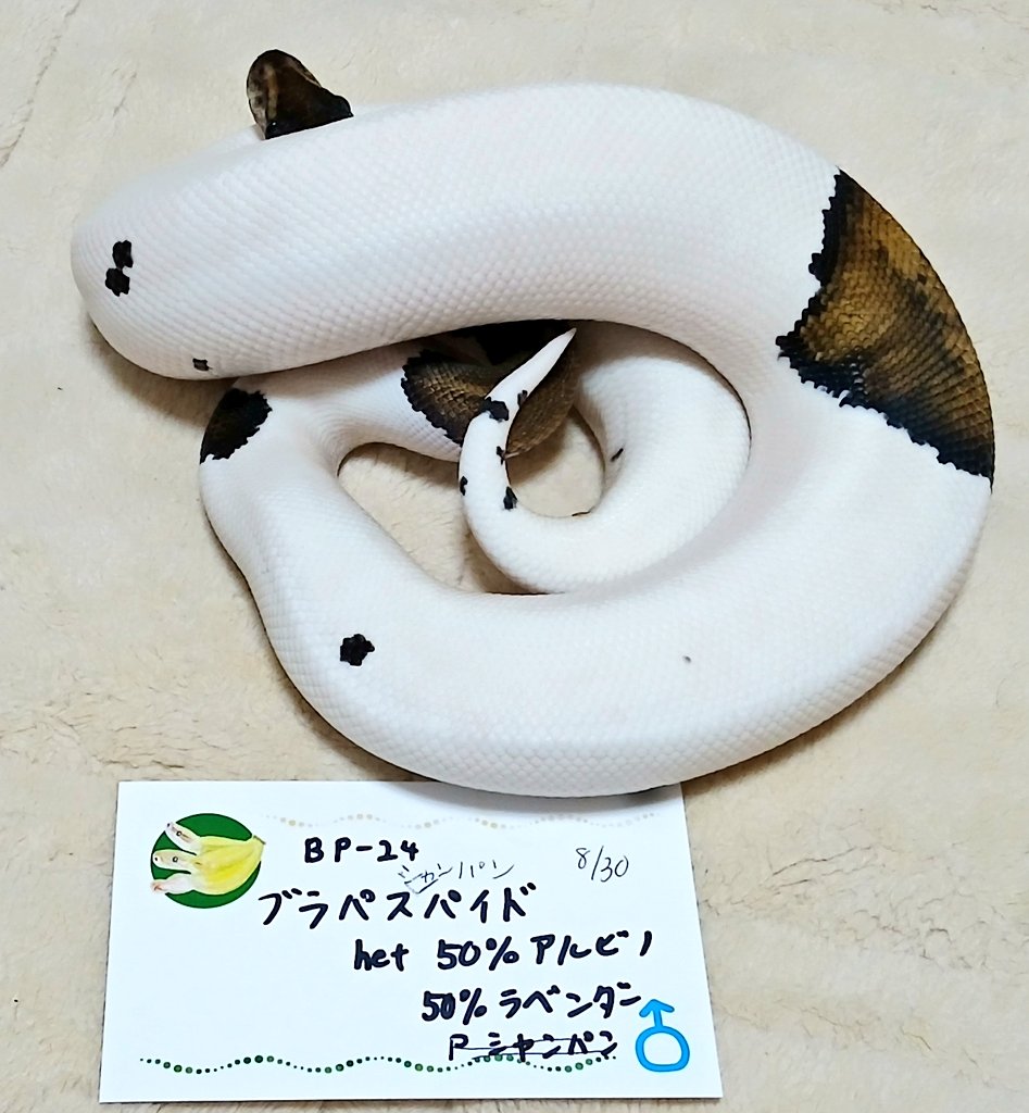 まーた@バナナの家(バナナの家の旦那です) tweet media