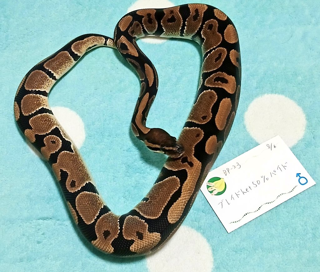 まーた@バナナの家(バナナの家の旦那です) tweet media