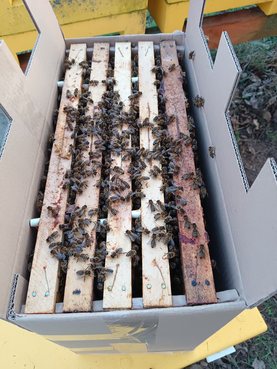 Včelař tweet media