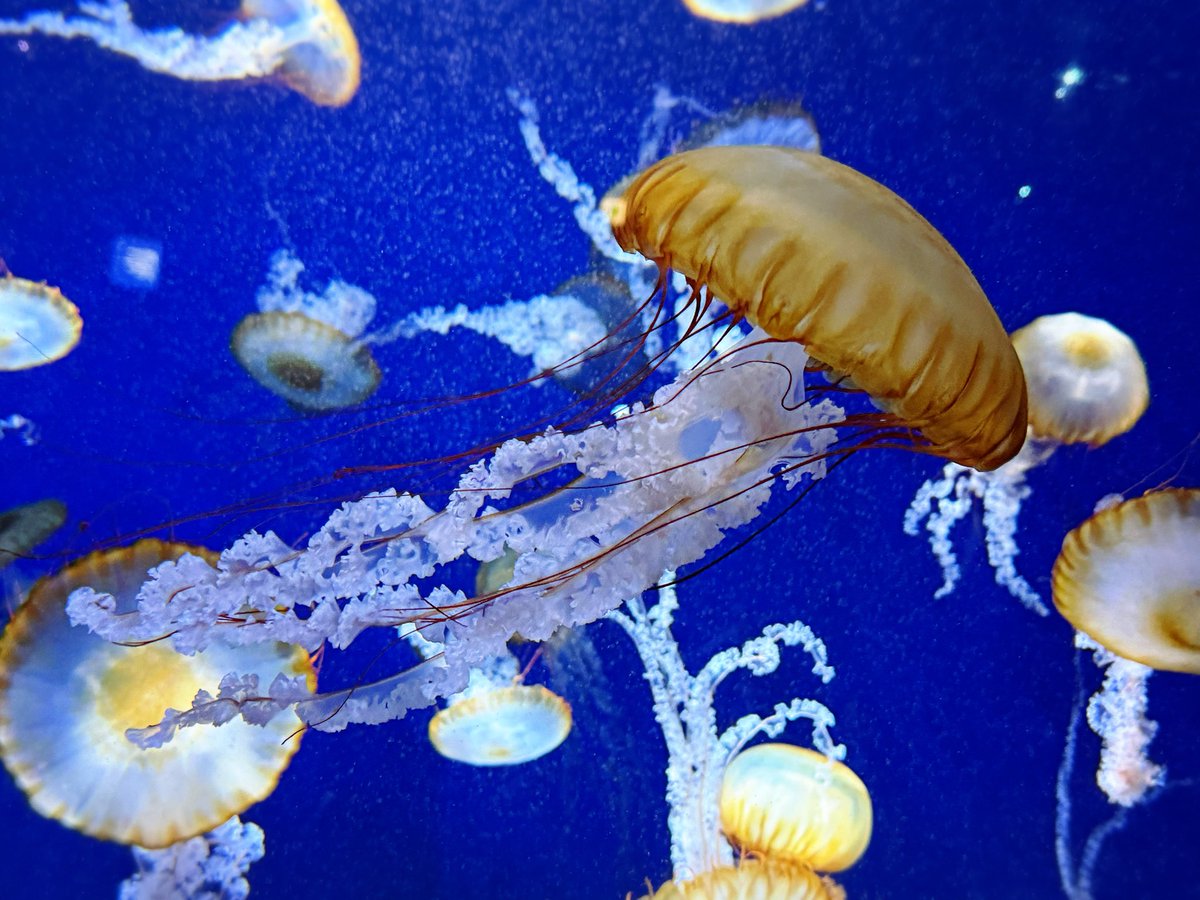 ちょま tweet media